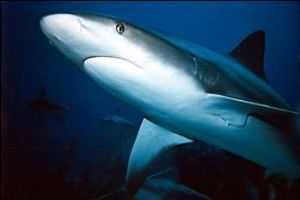 Reef shark, Disposable in Aquashot II, factory strobe by Tom Lombardo 